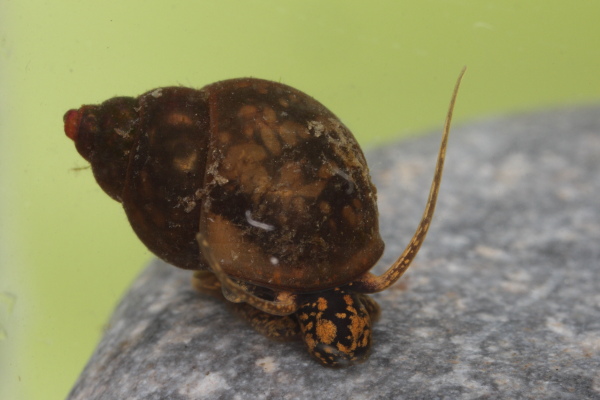 Bithynia adult