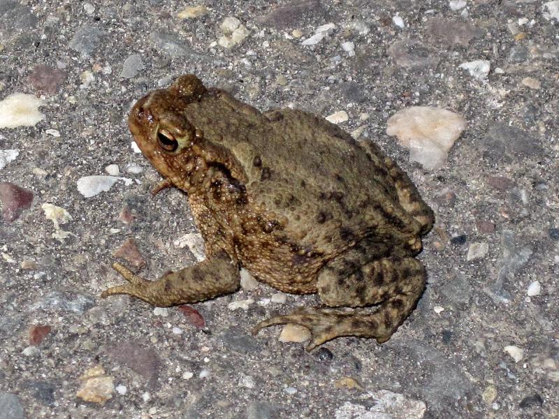 Bufo bufo Erdkröte