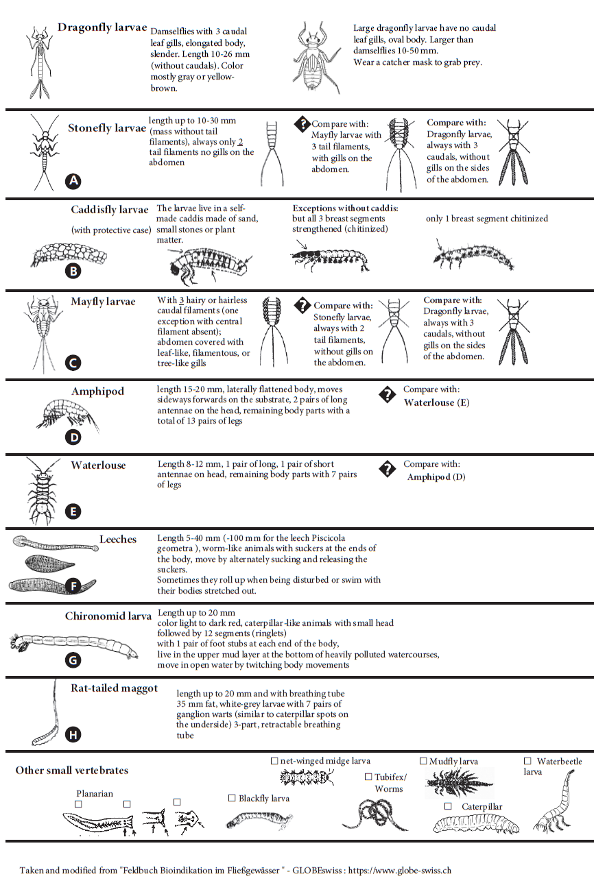 EN Bestimmungshilfe von Globe Makroinvertebraten