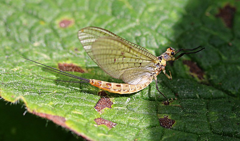 Eintagsfliege grabend koll Gutland