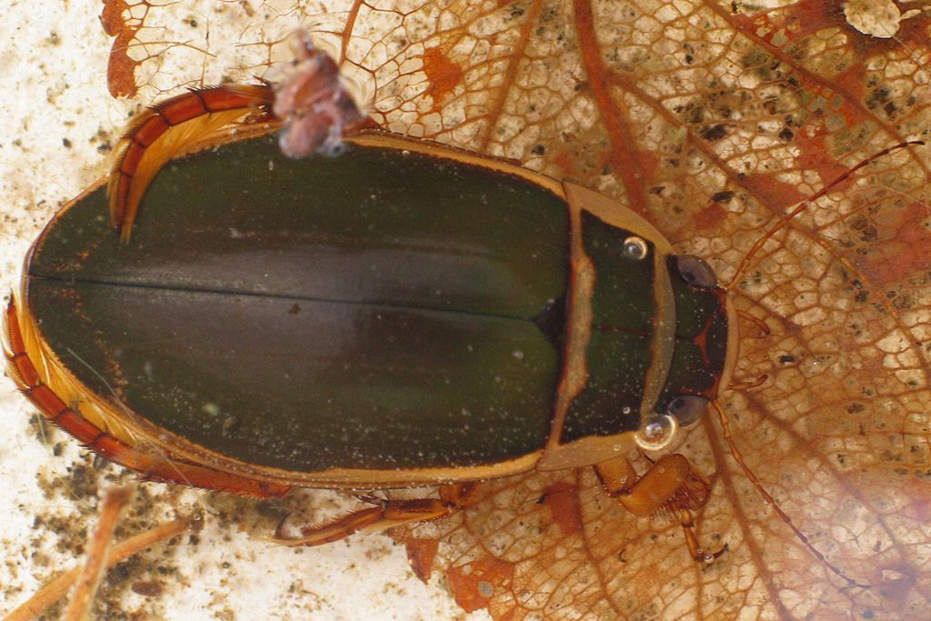 Gelbrandkäfer Dytiscus marginalis