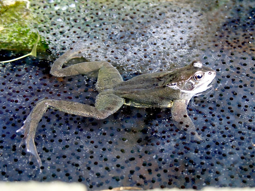 Grasfrosch Rana frogspawn