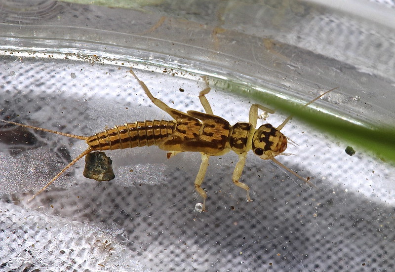 Isoperla larva