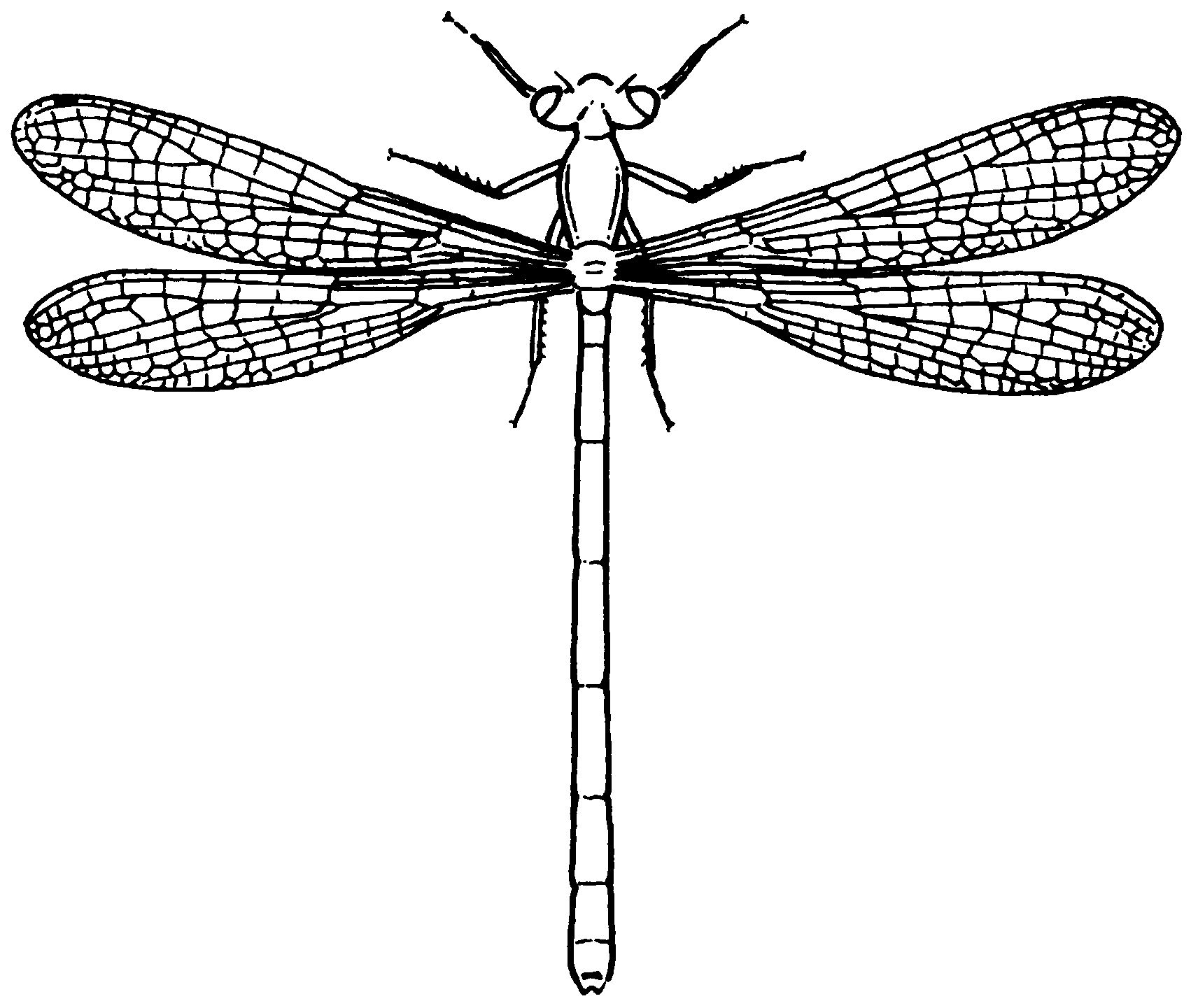 V Insekten 4