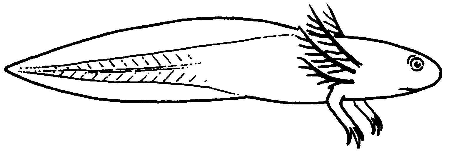 V Wirbeltiere 4