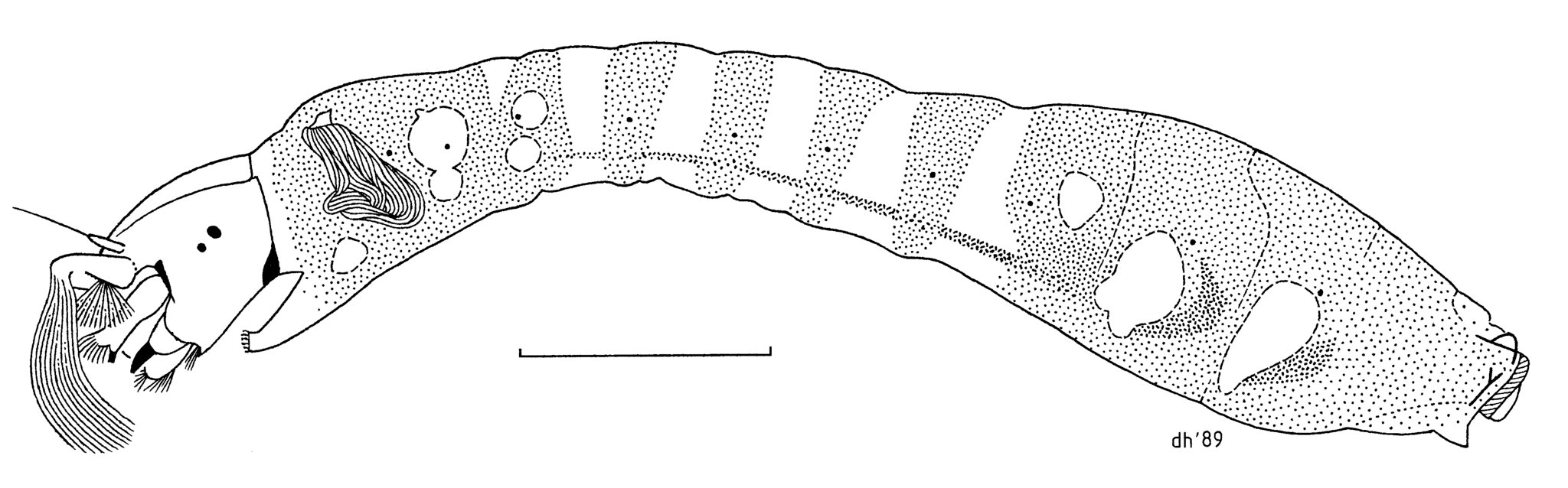 Kriebelmückenlarve schema