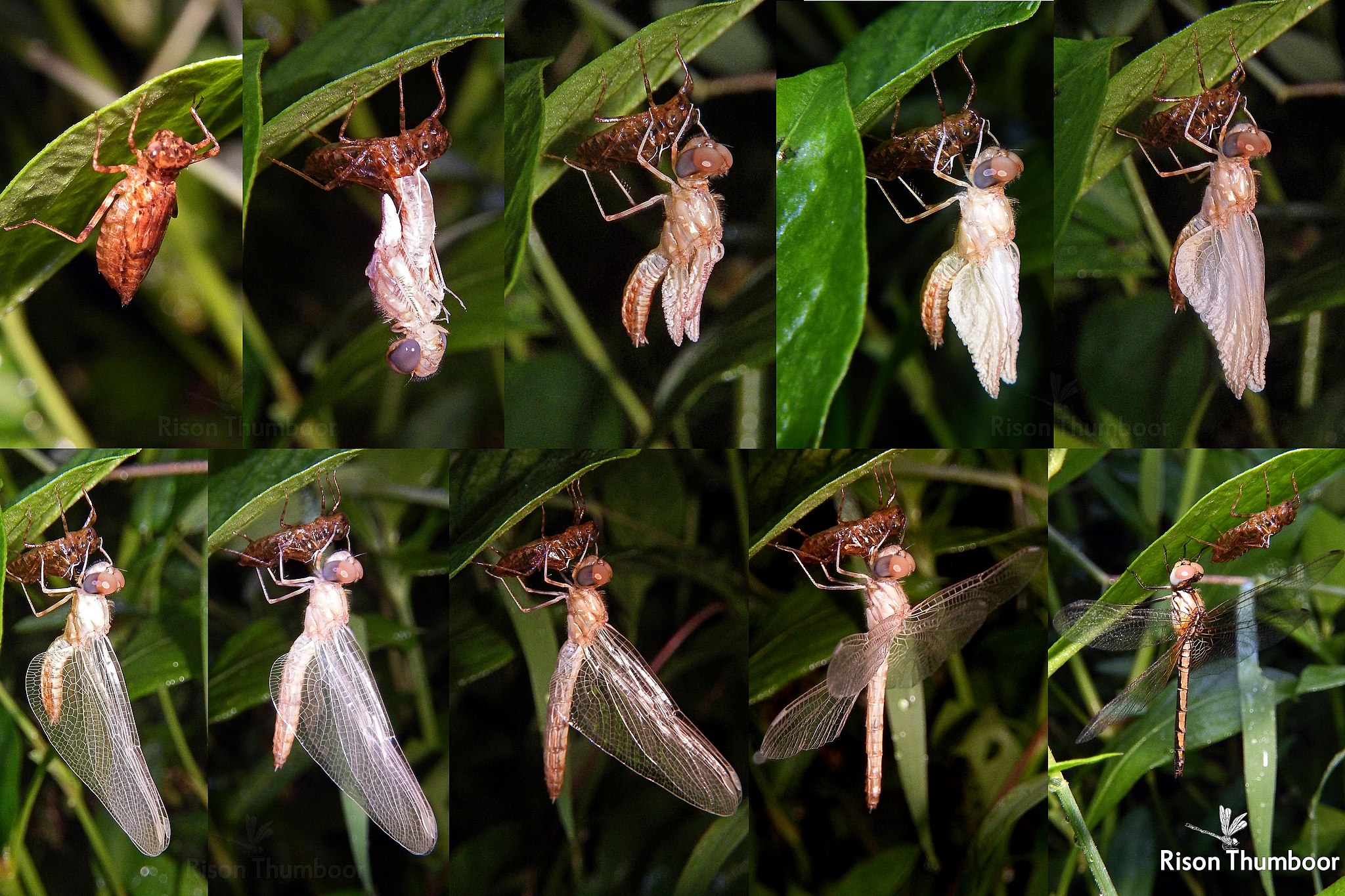 Larvenschlupf Großlibelle