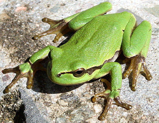 Laubfrosch Hyla