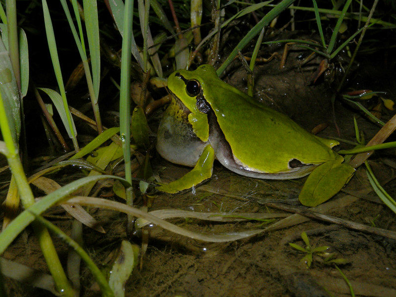 Laubfrosch Hyla Blase