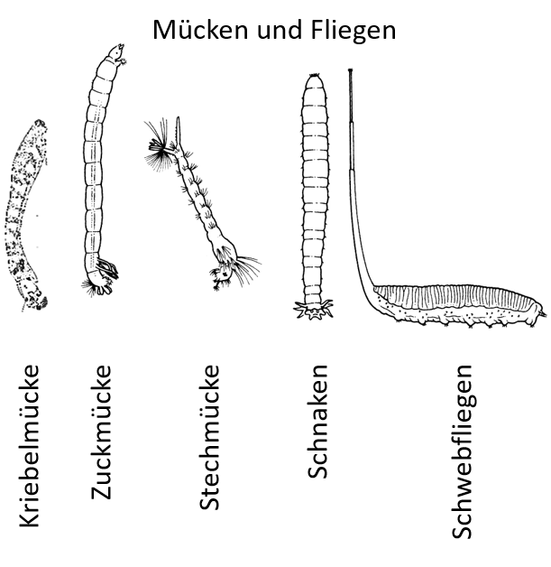 Mücken Fliegen