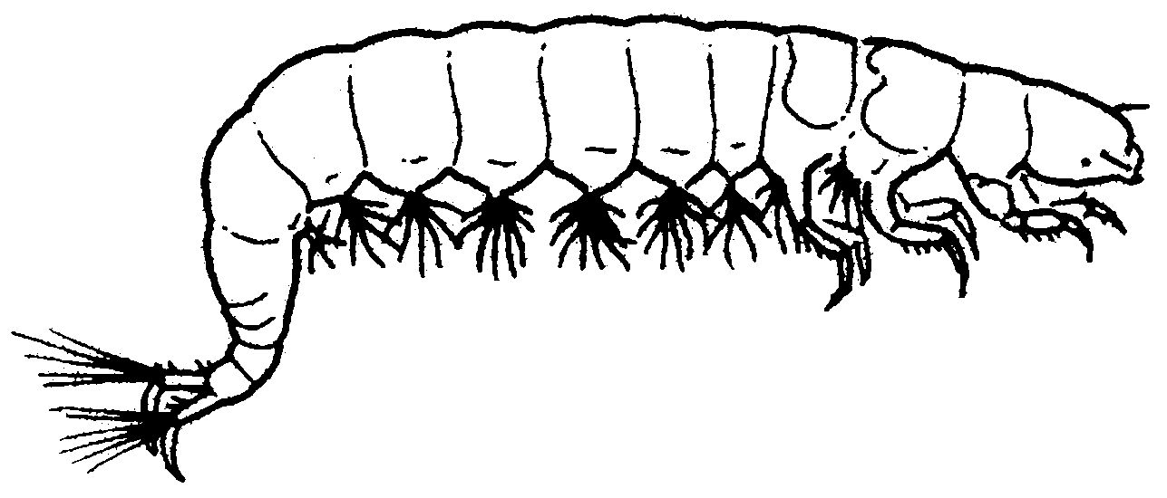 N Koecherflieg 3