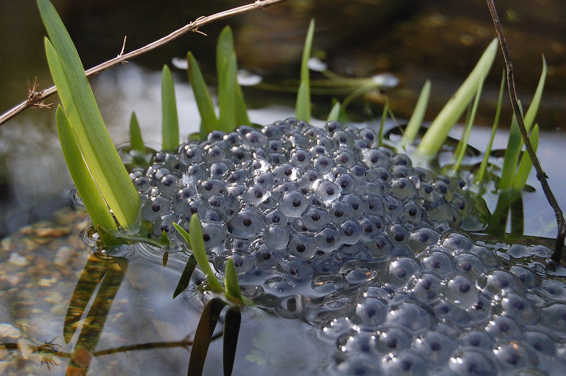 Teichfrosch Laich