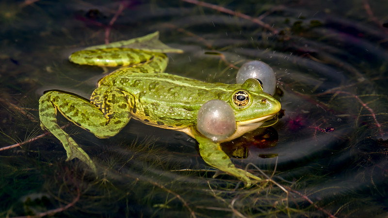 Teichfrosch pelophylax