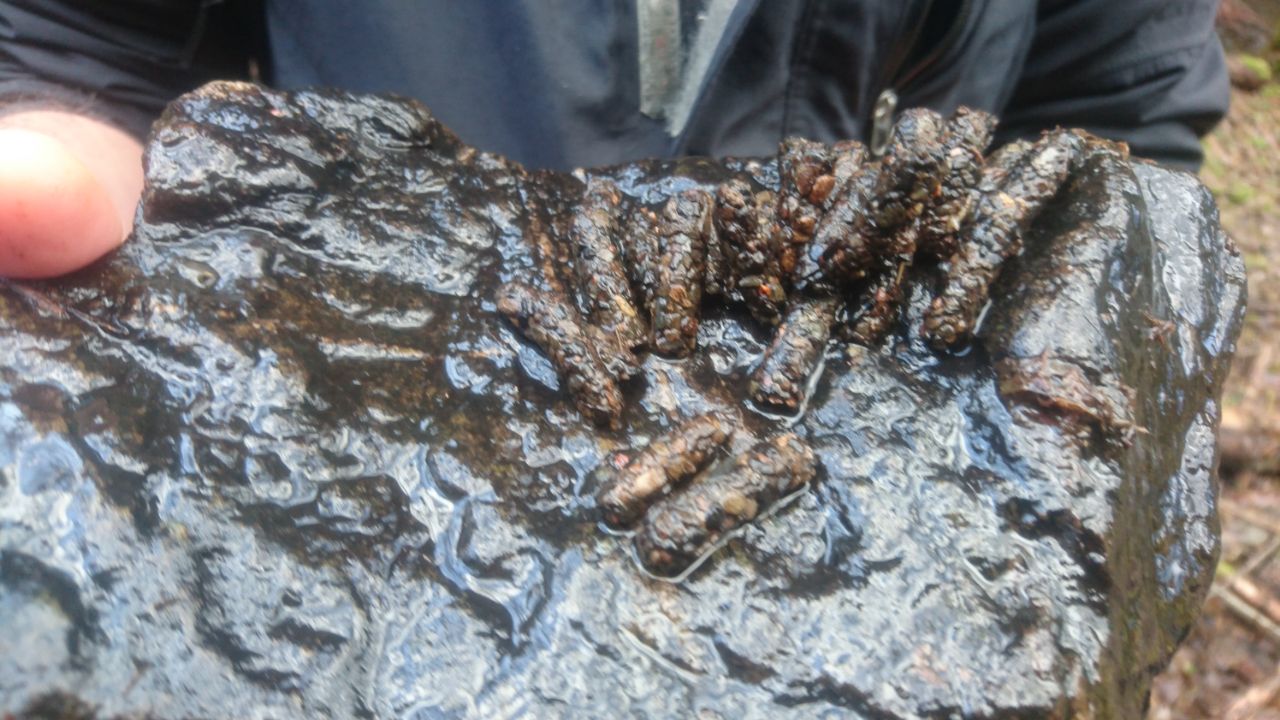 caddisfly colony under stone