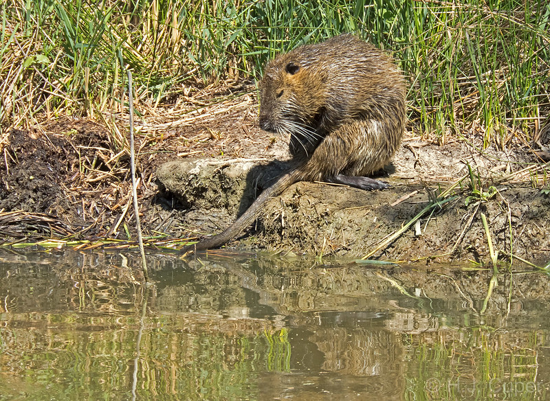 Nutria