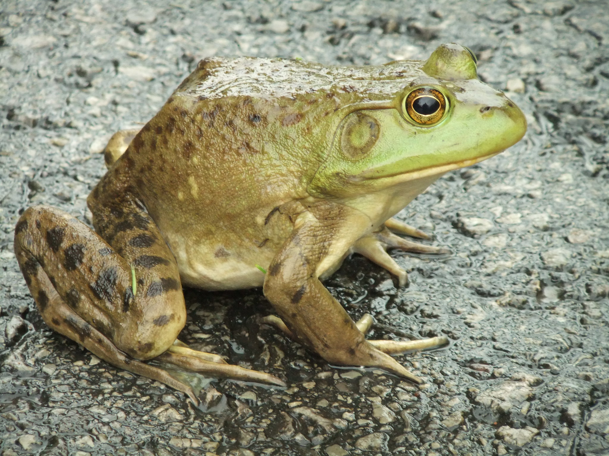 Ochsenfrosch