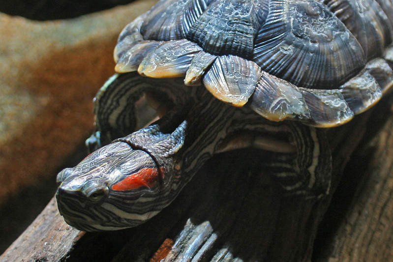 Trachemys scripta elegans