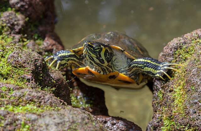 Trachemys scripta scripta