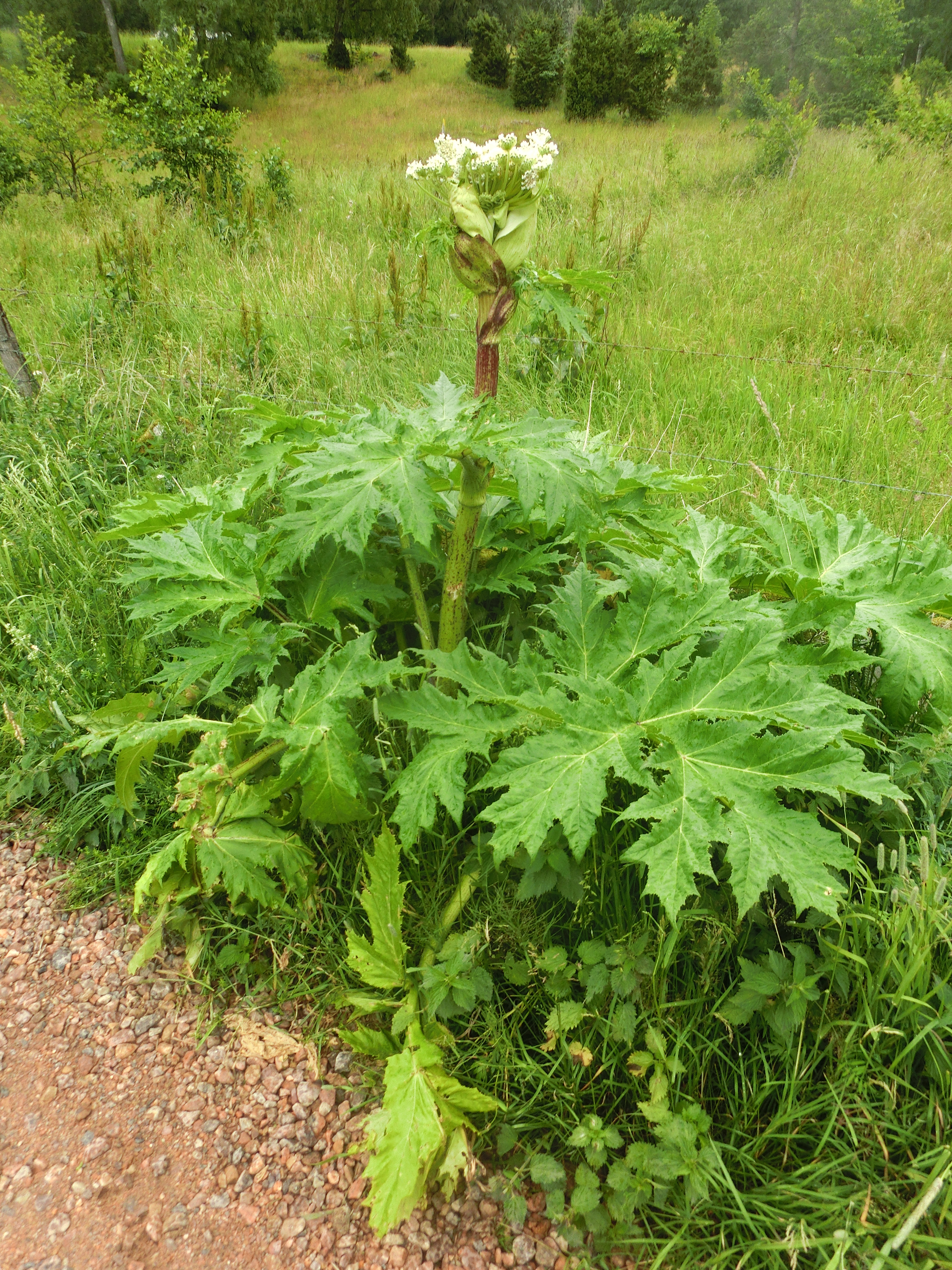 Baerenklau leaves