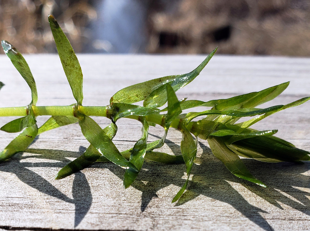 Wasserpest blatt