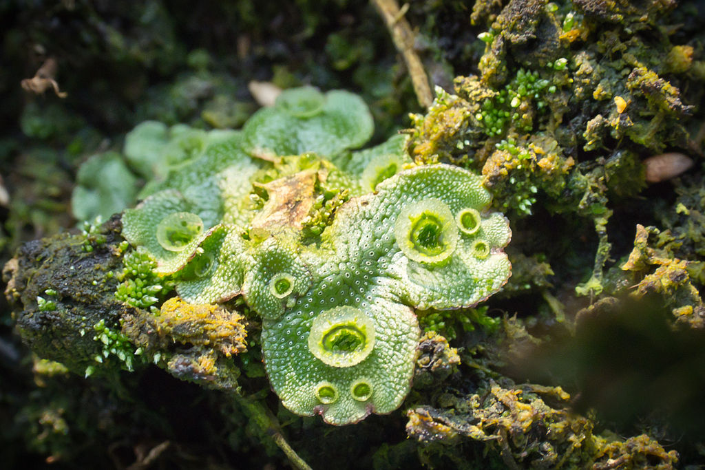 Brunnenlebermoos Marchantia polymorpha