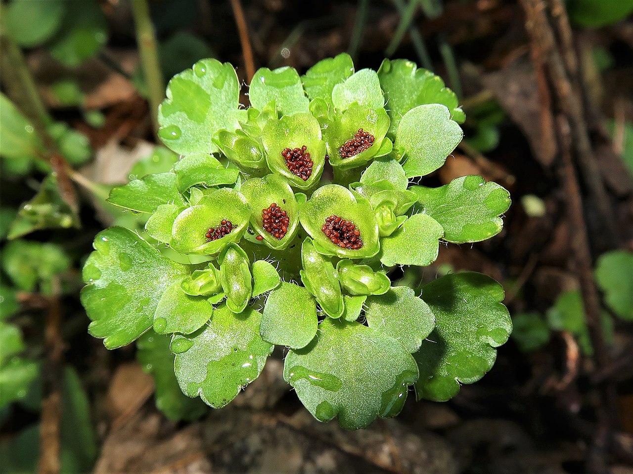 Chrysosplenium c