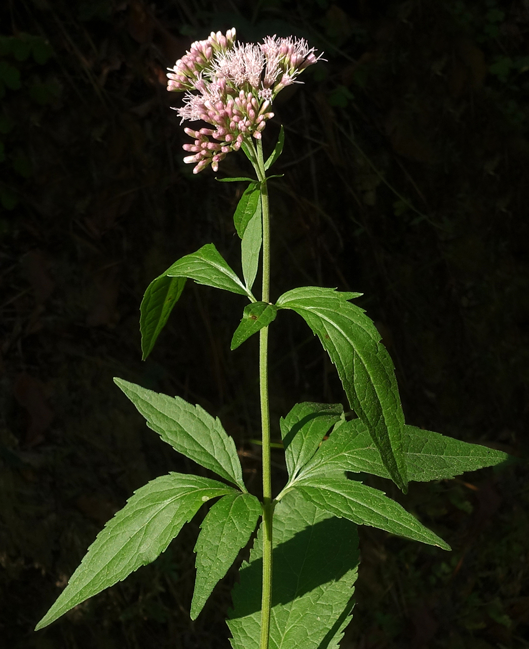 EupatoriumCannabinum c