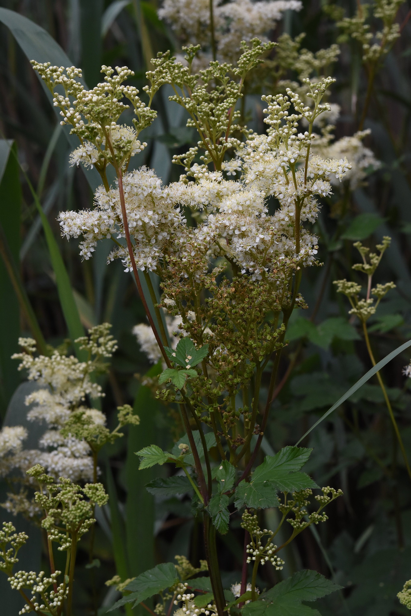 FilipendulaUlmaria b