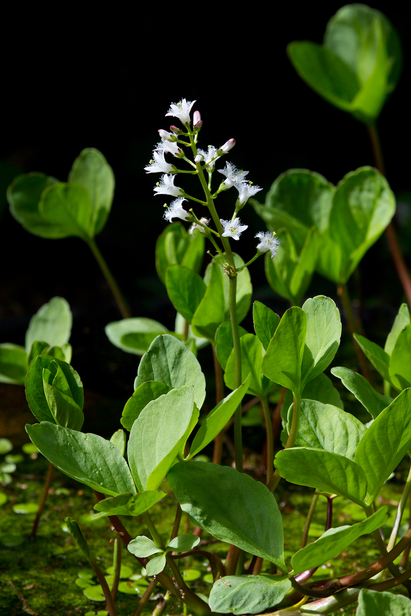 MenyanthesTrifoliata