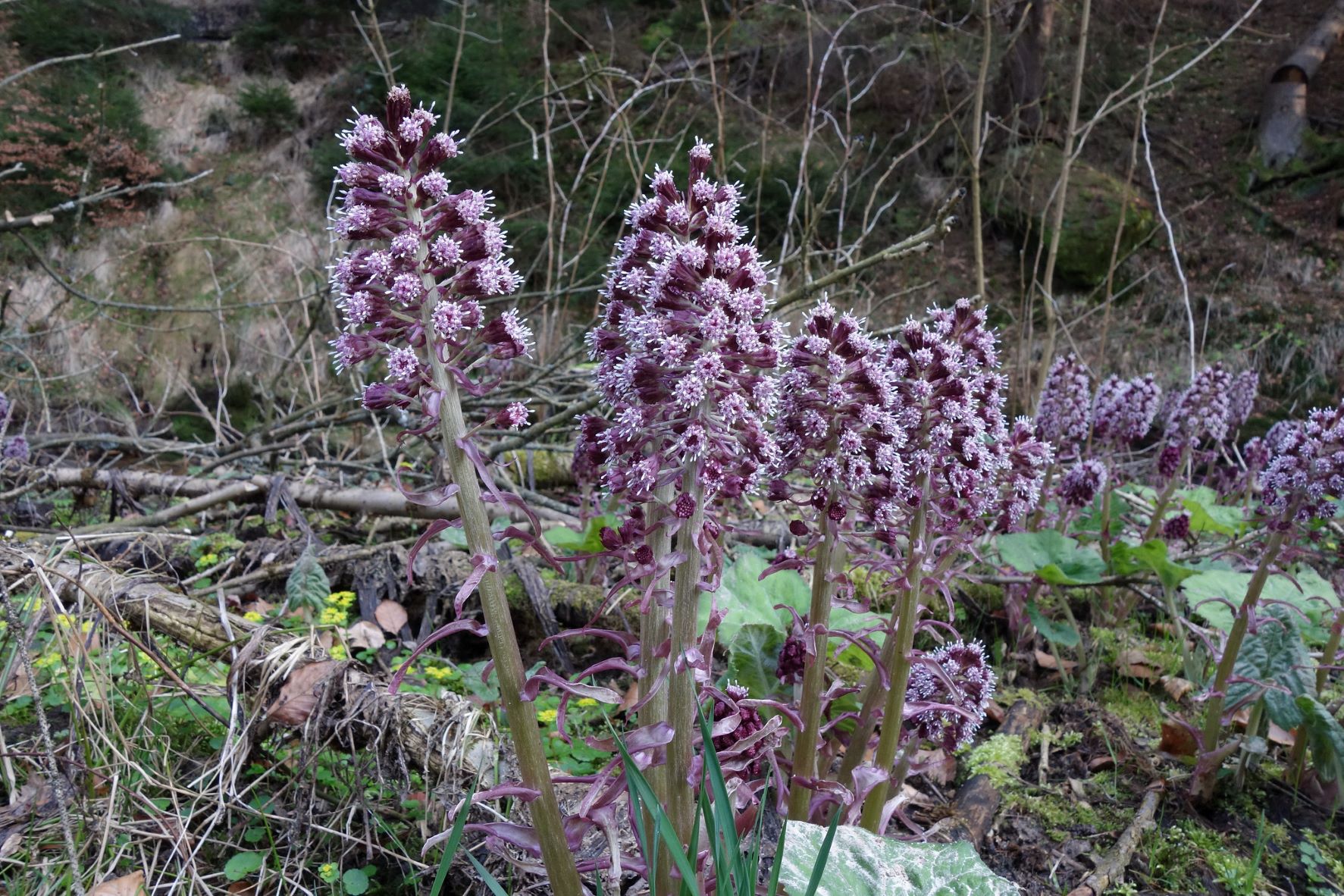 PetasitesHybridus b