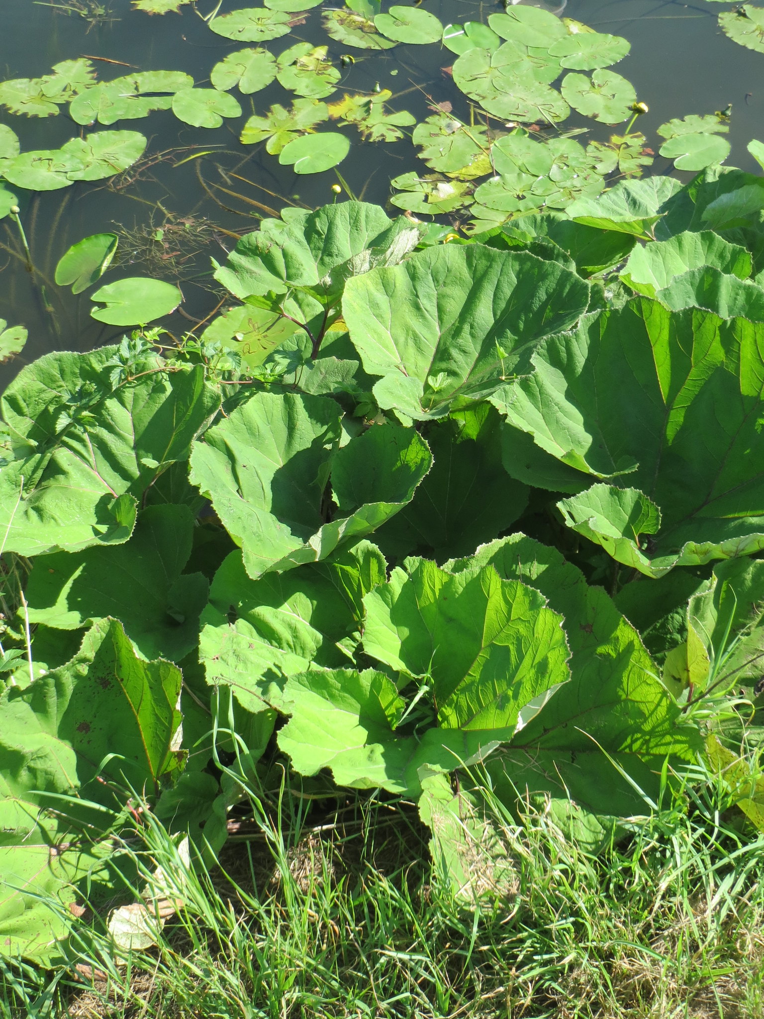 PetasitesHybridus c