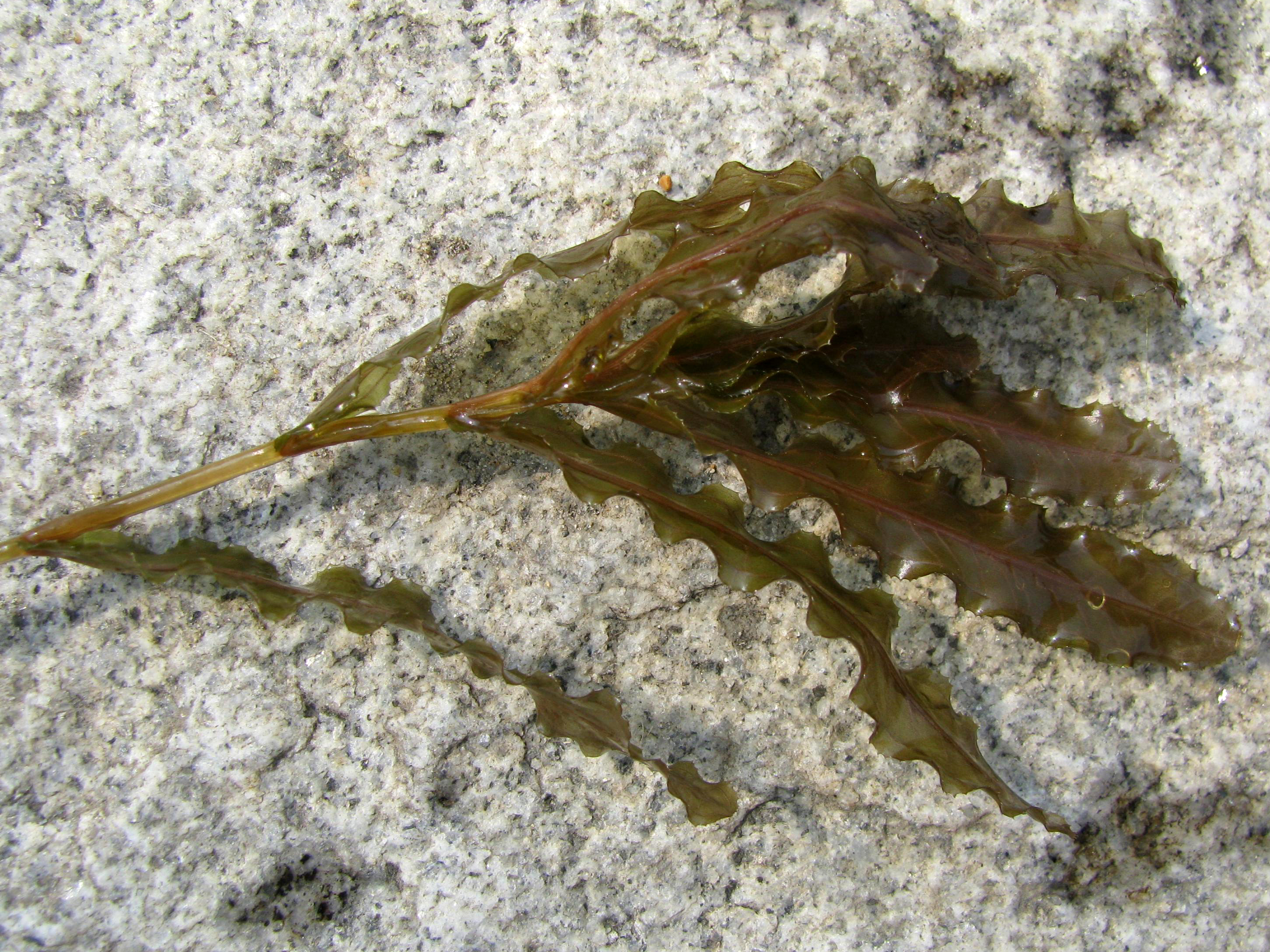 PotamogetonCrispus