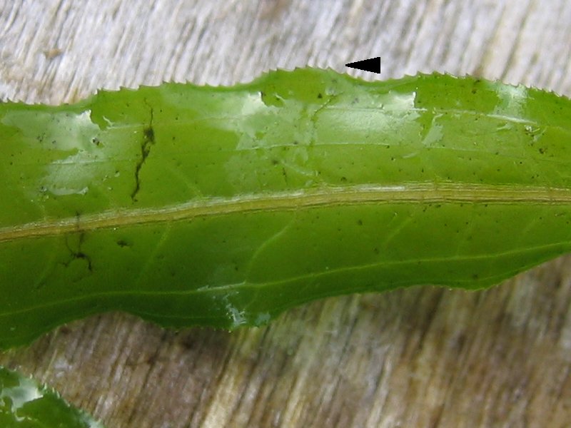 Potamogeton crispus detail