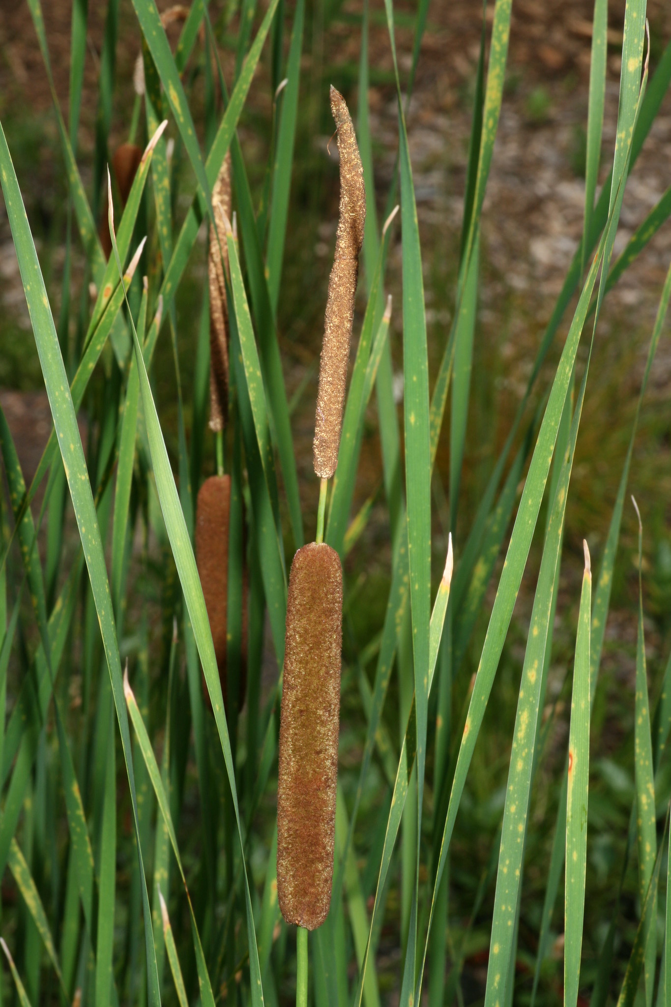 Typha b