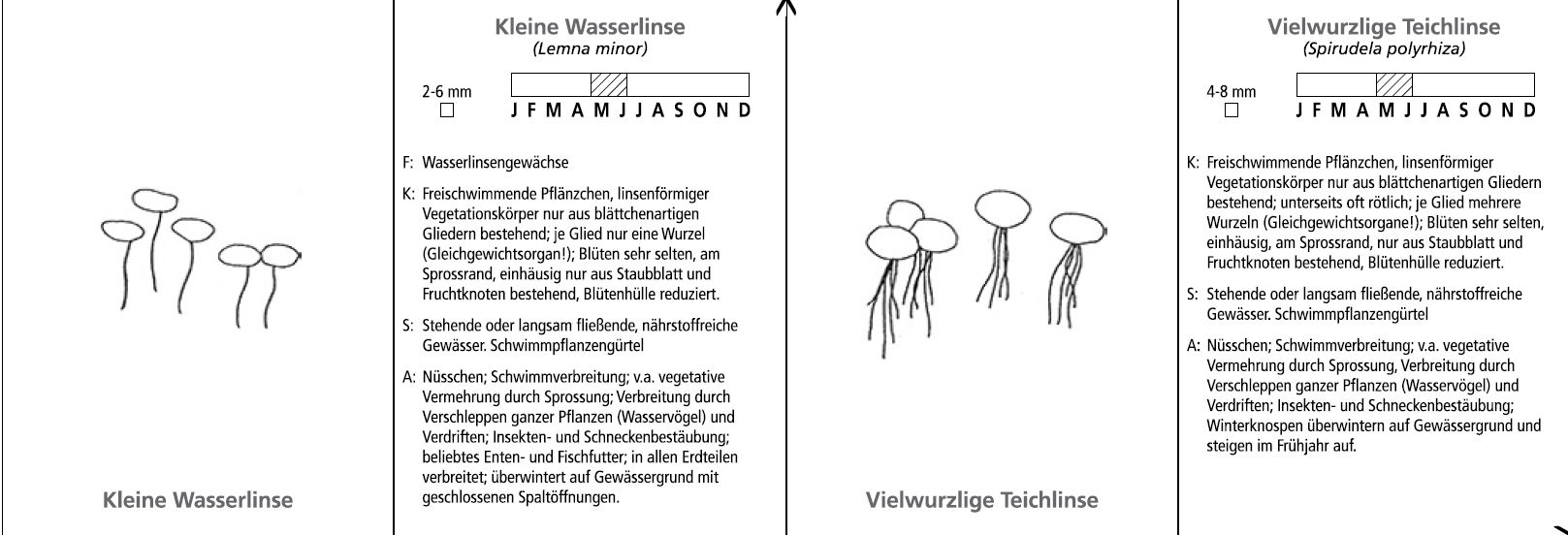 Wasselinsen bestimmen