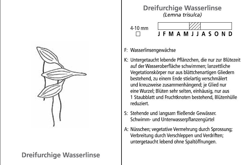 Wasselinsen bestimmen2