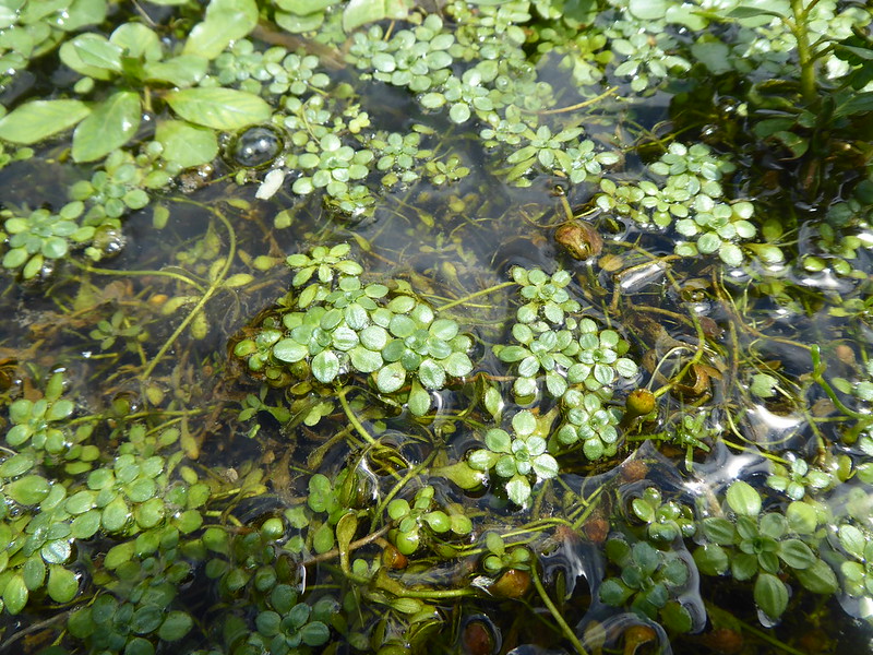 callitriche obtusangul