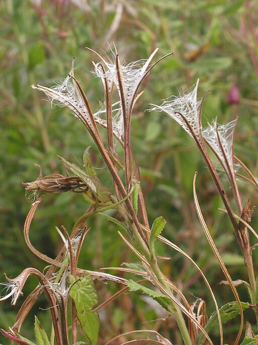 zottiges weidenroeschen verbluehtn Epilobium hirsutum fruits