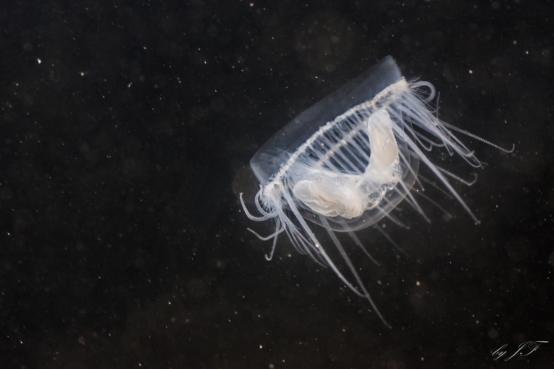 Peach blossom jellyfish (Craspedacusta sowerbii) - NEXUS Citizen
