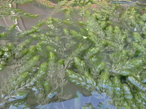 Raues Hornblatt (Ceratophyllum demersum)