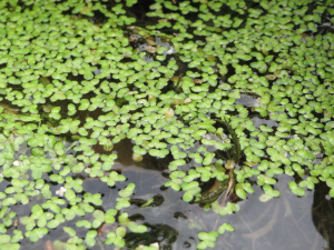 Wasserlinsen (Lemna spec.)