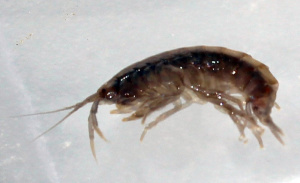 What crawls, creeps or swims? Crustaceans, molluscs and vertebrates
