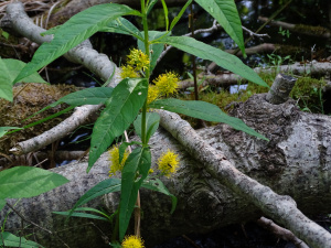 &quot;Lysimachia thyrsiflora&quot; 