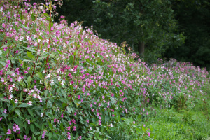Drüsiges Springkraut (Impatiens glandulifera)