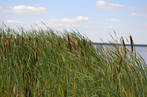 Rohrkolben (Typha)