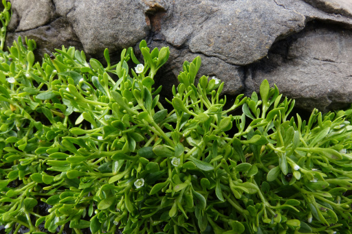 Bach-Quellkraut (Montia fontana)