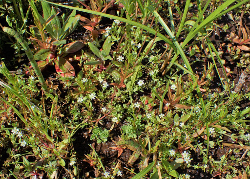 Bach-Sternmiere (Stellaria alsine)