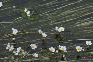 Flutender Hahnenfuß (Ranunculus fluitans)