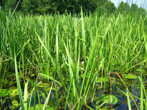 Igelkolben (Sparganium)