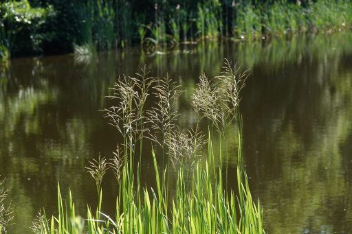 Wasser-Schwaden (Glyceria maxima)
